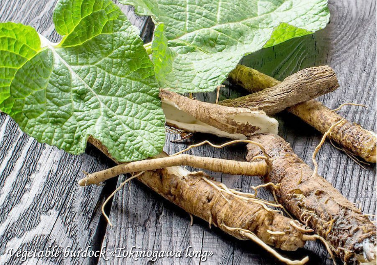 Burdock Tokinogawa long